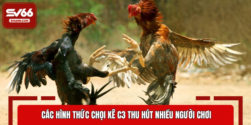 Các hình thức chọi kê C3 thu hút nhiều người chơi