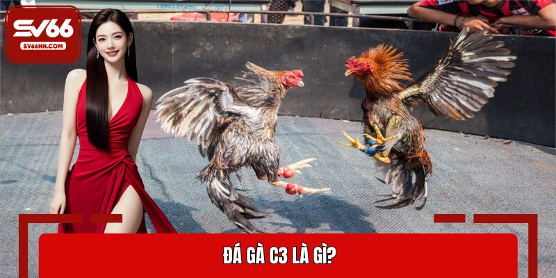Đá gà C3 là gì?