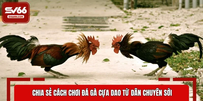 Chia sẻ cách chơi đá gà cựa dao từ dân chuyên sới