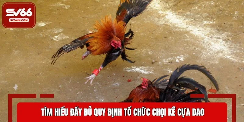 Tìm hiểu đầy đủ quy định tổ chức chọi kê cựa dao