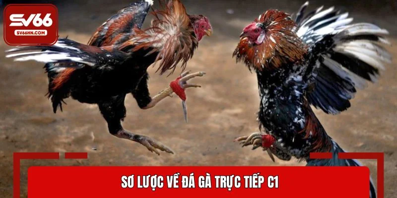 Sơ lược về đá gà trực tiếp C1