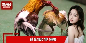 Đá gà trực tiếp Thomo