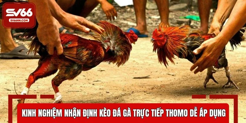 Kinh nghiệm nhận định kèo đá gà trực tiếp Thomo dễ áp dụng